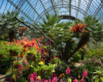 Auckland – Domain Winter Garden