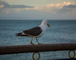 Christchurch – New Brighton Pier