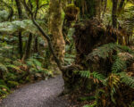 Catlins – Rain Forest