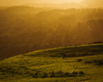 Catlins – Florence Hill Lookout