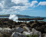 Catlins – Curio Bay – zkamenělý les