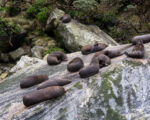 Fiordland – Milford Sound – Seal Rock