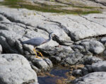 Kaikoura