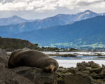 Kaikoura